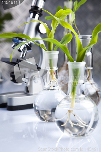 Image of Experimenting with flora in laboratory 
