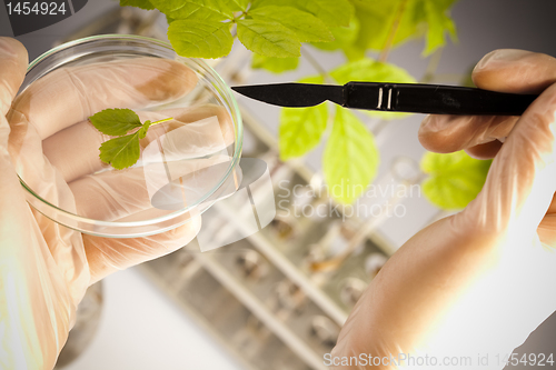 Image of Experimenting with flora in laboratory 