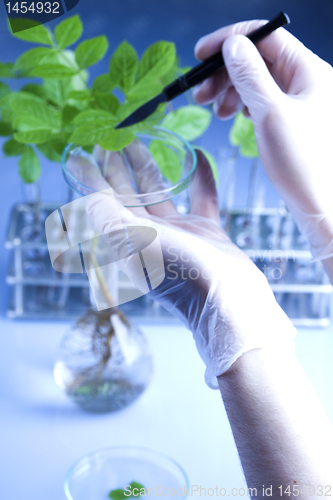 Image of Experimenting with flora in laboratory 