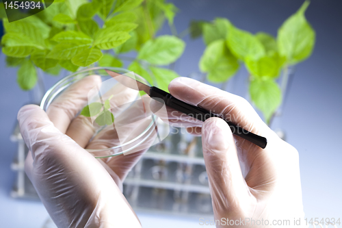 Image of Floral science in  laboratory 