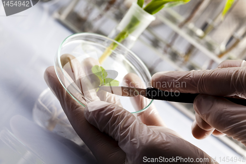 Image of Floral science in  laboratory 