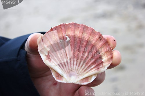 Image of man holding sea shell