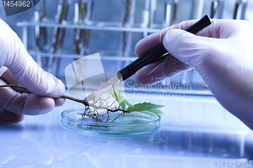 Image of Floral science in  laboratory 