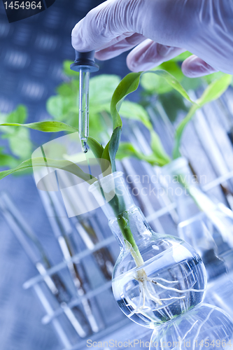 Image of Plants in test tubes in  laboratory 