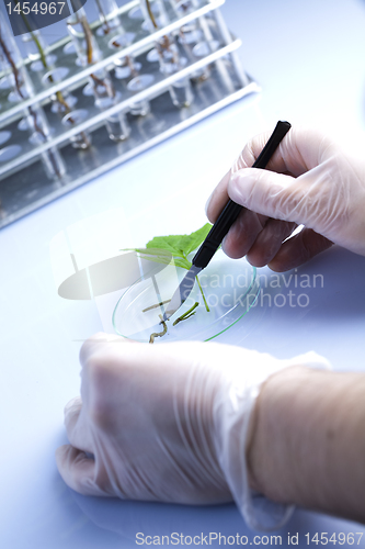 Image of Experimenting with flora in laboratory 