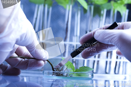 Image of Plant laboratory