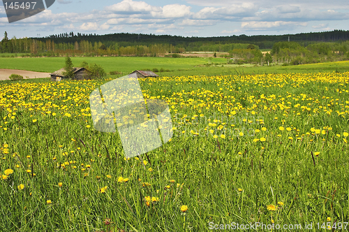 Image of Summer landscape