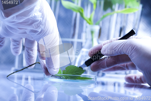 Image of Experimenting with flora in laboratory 