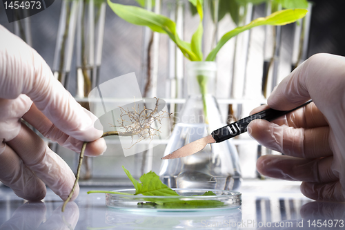 Image of Floral science in  laboratory 