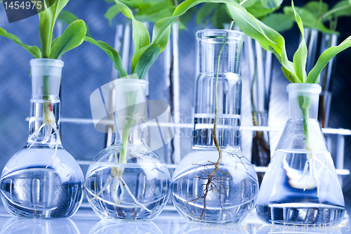 Image of Experimenting with flora in laboratory 