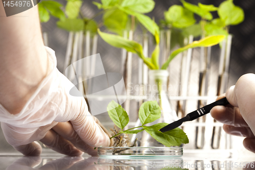 Image of Plant laboratory