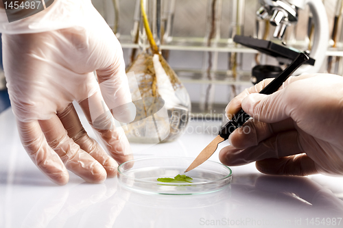 Image of Experimenting with flora in laboratory 