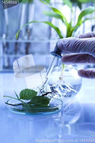 Image of Floral science in  laboratory 