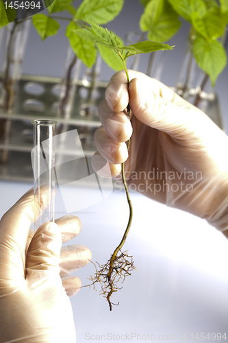 Image of Plants and laboratory 