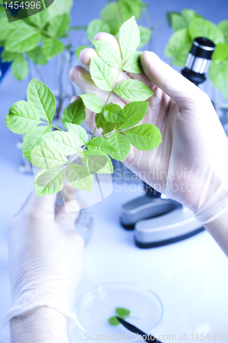 Image of Plants and laboratory 