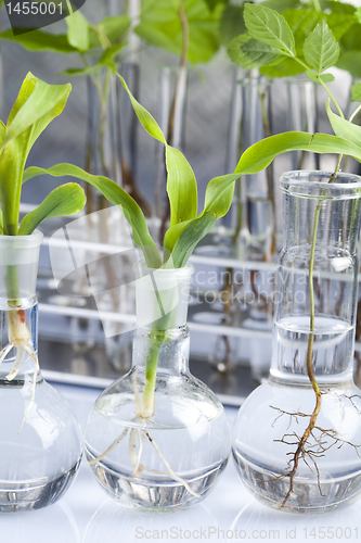 Image of Plant laboratory