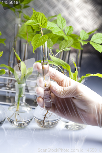 Image of Working in a laboratory and plants 