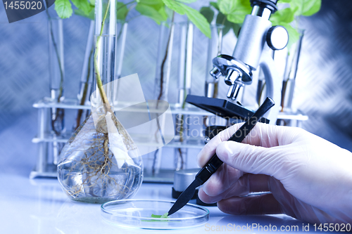 Image of Working in a laboratory and plants 