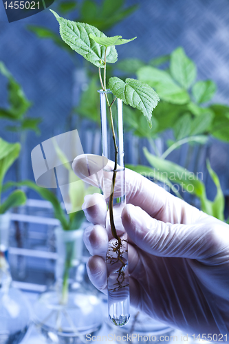 Image of Plant laboratory