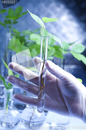 Image of Working in a laboratory and plants 