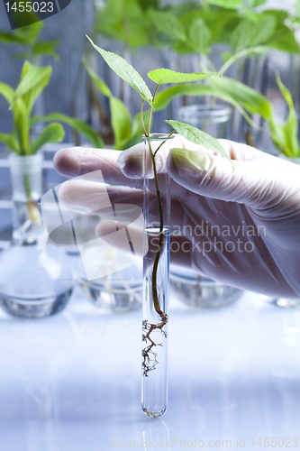 Image of Working in a laboratory and plants 