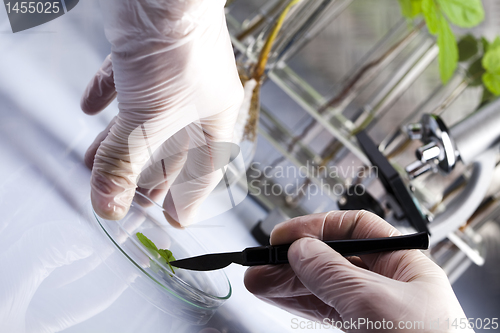 Image of Working in a laboratory and plants 