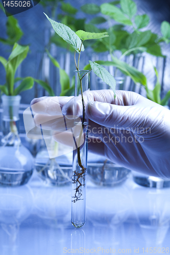 Image of Working in a laboratory and plants 