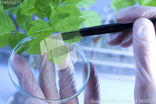 Image of Plant laboratory