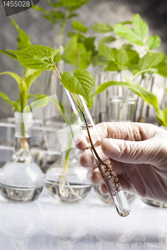 Image of Working in a laboratory and plants 