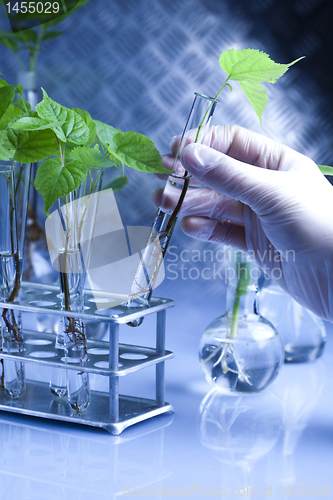 Image of Working in a laboratory and plants 