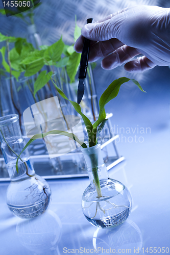 Image of Floral science in  laboratory 