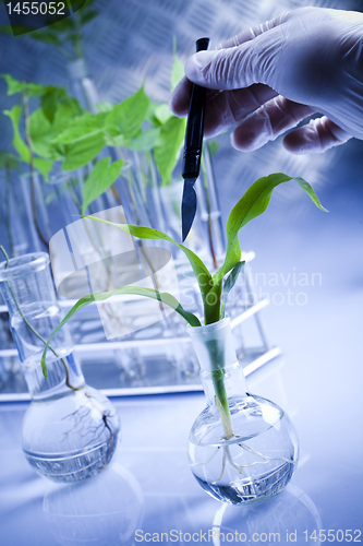 Image of Plant laboratory