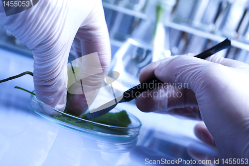 Image of Ecology laboratory experiment in plants