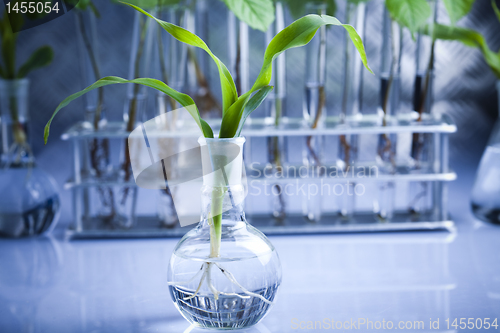 Image of Floral science in  laboratory 