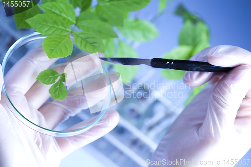 Image of Floral science in  laboratory 