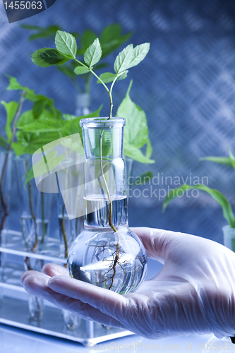 Image of Plant laboratory