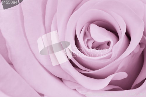 Image of violet rose close up