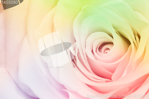 Image of multicolor rose