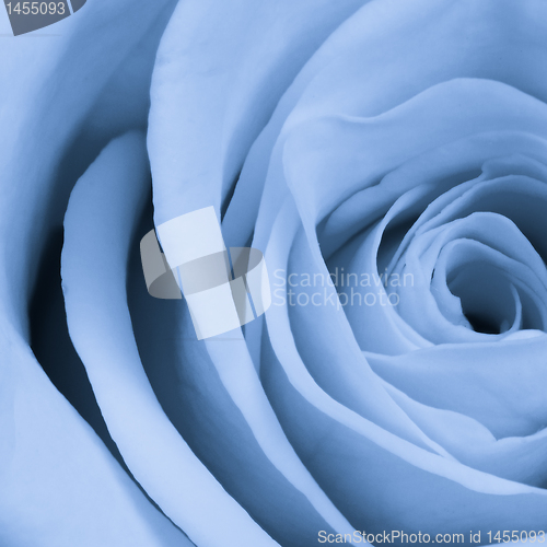 Image of blue rose close up