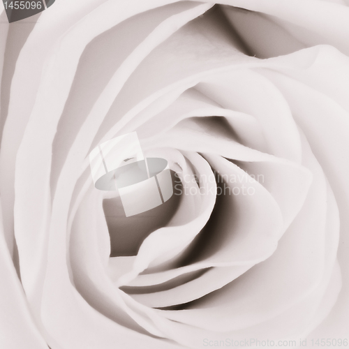 Image of white rose close up