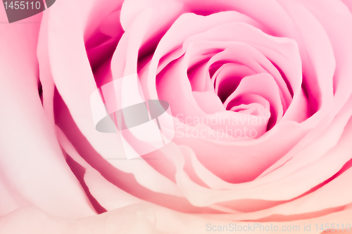 Image of multicolor rose