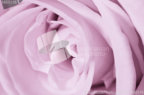 Image of violet rose close up