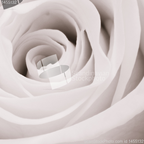 Image of white rose close up