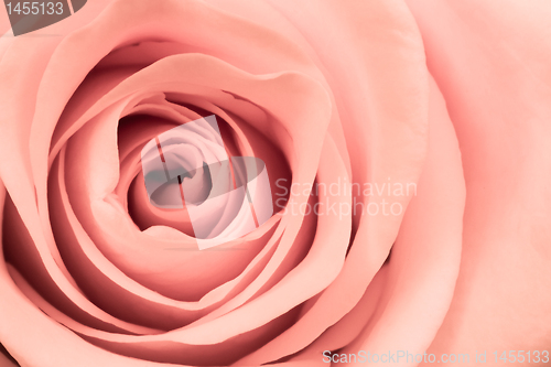 Image of pink rose close up