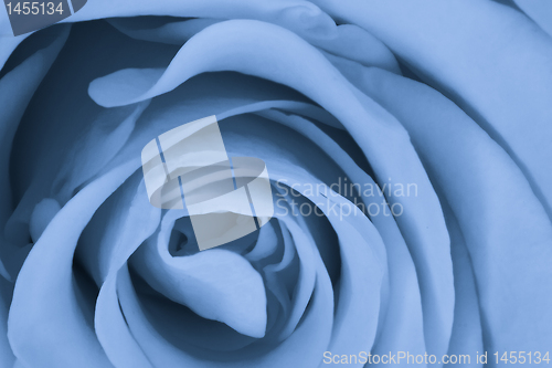 Image of blue rose close up