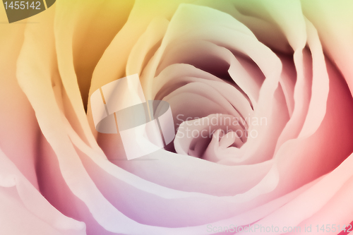 Image of multicolor rose