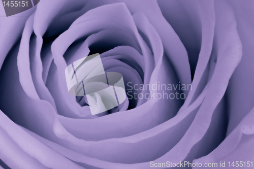 Image of violet rose close up