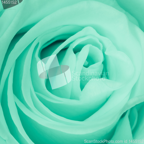 Image of green rose close up