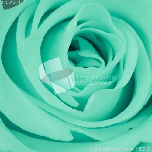 Image of green rose close up