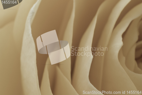 Image of white rose macro